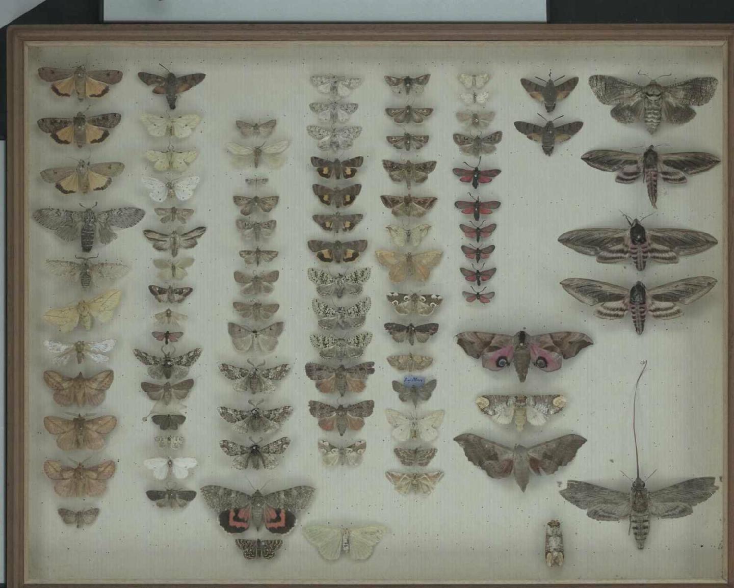 Wallace Collection:  drawer 24