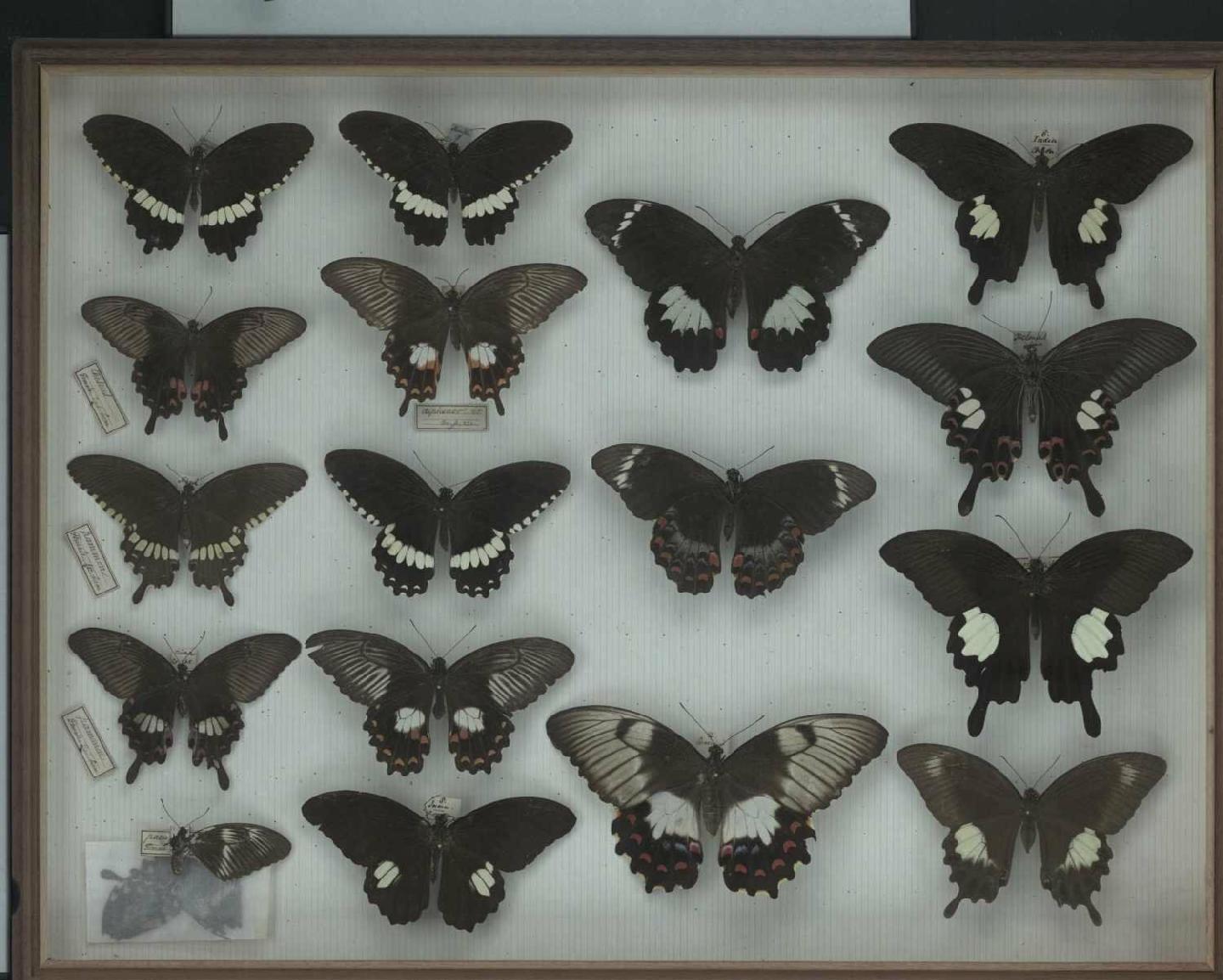 Wallace Collection:  drawer 5