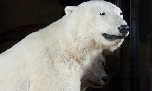 A headshot of our polar bear over a black background