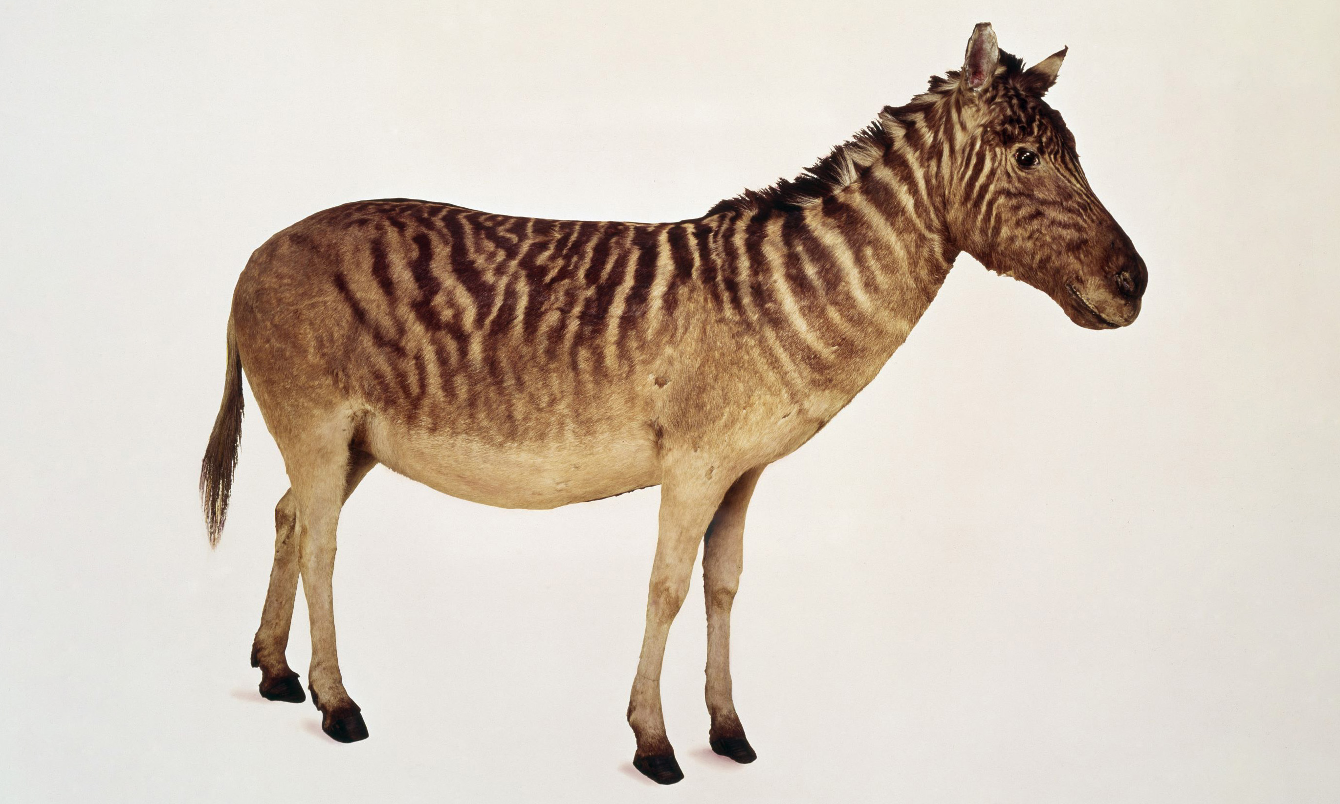 Our quagga is pictured over a beige background