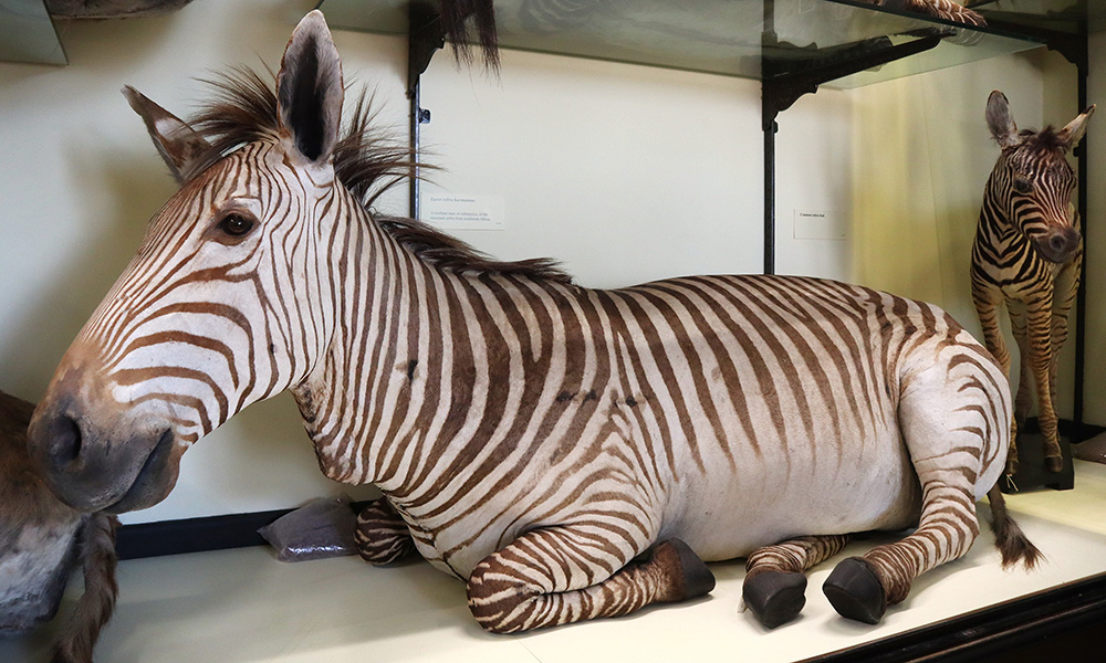 Our zebra seems to be resting sitting down in Gallery 4