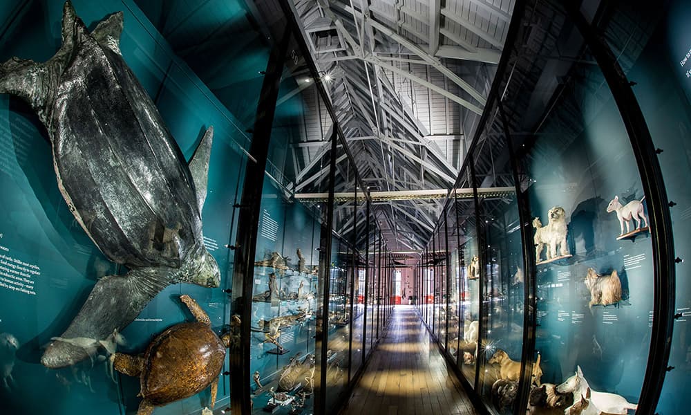 Specimens of bears and lions at Tring