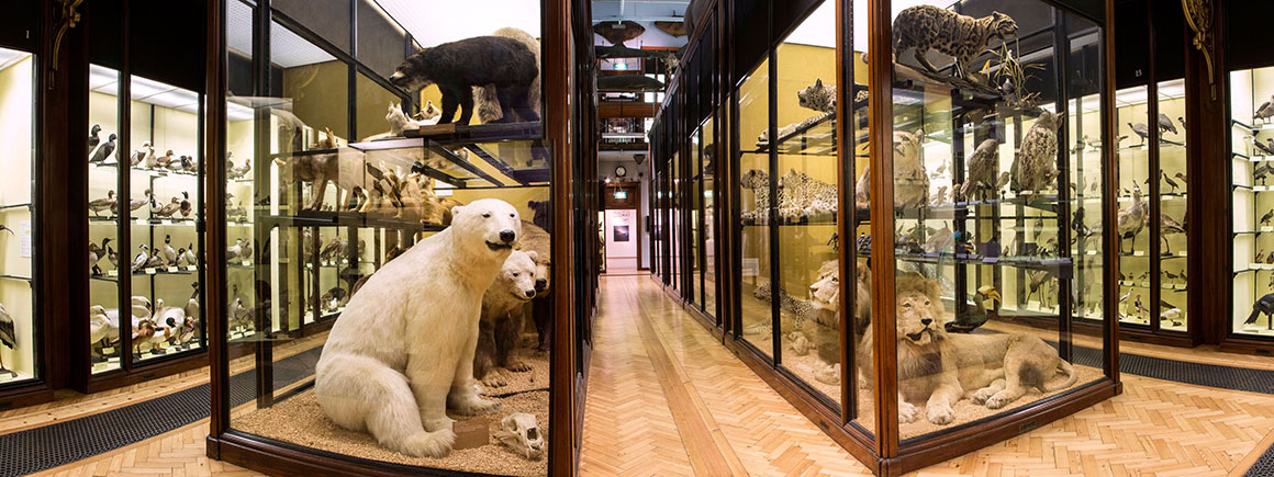 Cases with different animals are seen behind glass