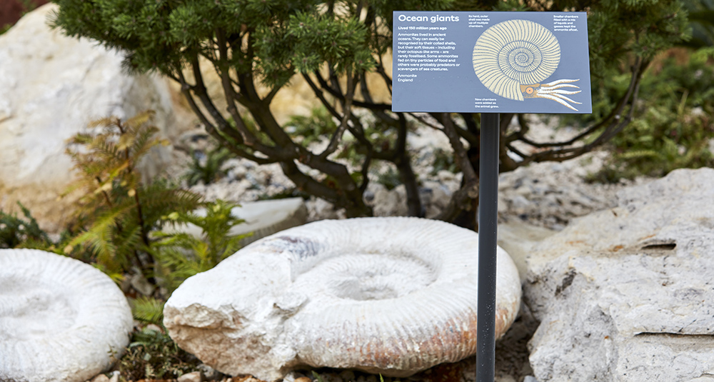 A photograph of an ammonite specimen in our gardens
