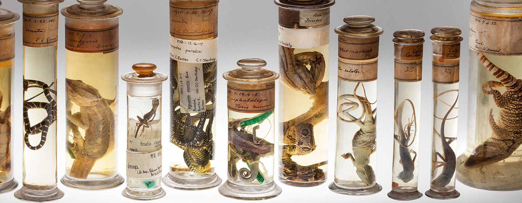  A row of specimen jars containing various reptiles
