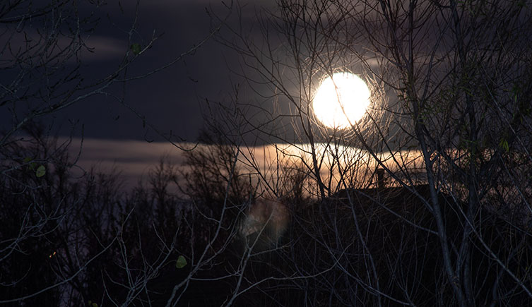 Overexposed bright Moon through some trees at night