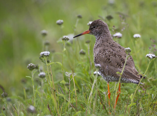 Image shows a common redshank bird standing within a grassy patch with white native flowers growing around it.