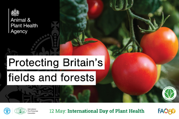 Image of tomatoes growing on a vine with the title, "Protecting Britain's fields and forests" and the APHA logo. There is a banner at the bottom of the image which says, "12 May: International Day of Plant Health" alongside the FAO and International Plant Protection Convention's logos.