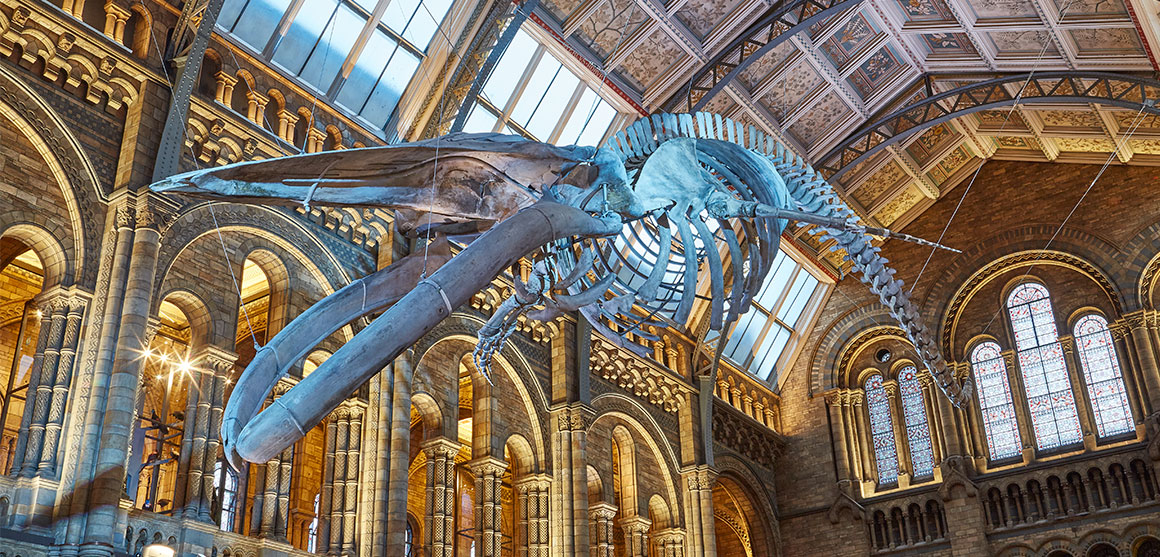 A photograph of Hope the blue whale skeleton hanging from the ceiling in Hintze Hall