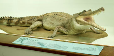 A photograph of a display in the Fishes, Amphibians and Reptiles gallery