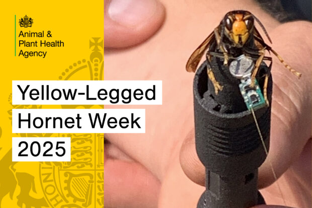 Hornet wearing a tracking device with the title, "Yellow-Legged Hornet Week 2025" across the front. The APHA logo is also displayed.