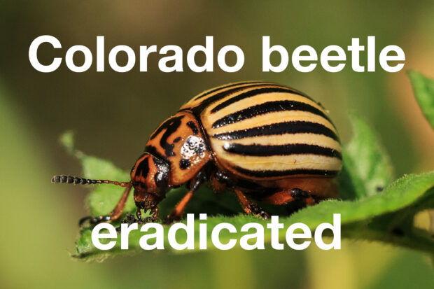 Close-up image of an orange and black striped beetle sitting on a leaf. The text, "Colorado beetle eradicated" is also displayed.