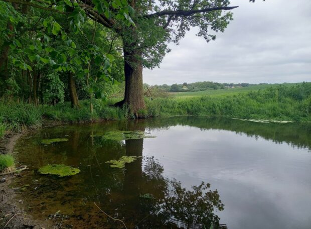 One of the restored ponds in Hertfordshire