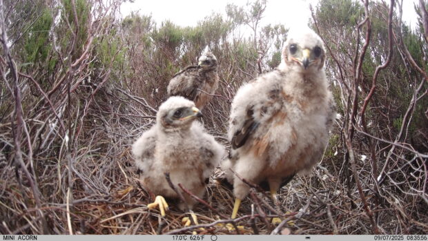 A hen harrier nest with chicks
