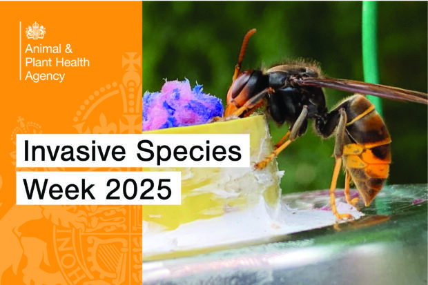 Image of a orange and black winged insect with yellow legs with the text, "Invasive Species Week 2025" and the APHA logo.