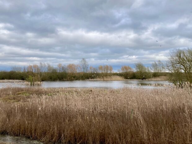 The freshwater lake at Abbotts Hall is a vital breeding, feeding and roosting habitat for waterbirds. Credit: Zoe Gillard