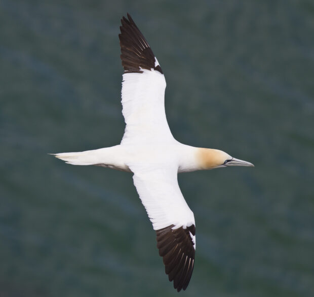 Close up of a northern gannet bird in flight, against a blurred green background.