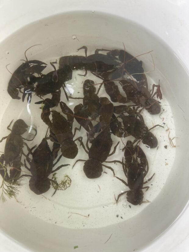 White clawed crayfish in bucket.