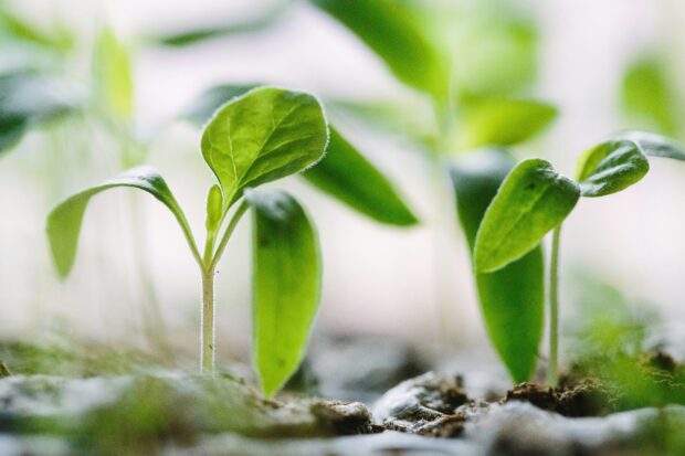 Green shoots emerging from soil