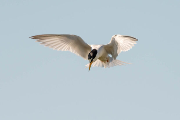 Image shows a tern mid flight in a blue sky. The tern is white with a black beak and black cap markings upon its head
