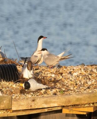 Image shows some terns sat upon the created nesting island raft, there is a tern decoy there too, which attracts the terns