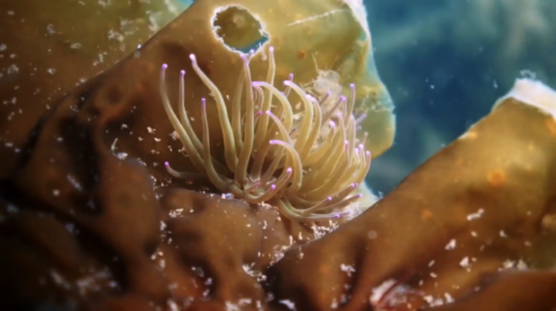 photo shows a close-up of a snake-locks anemone, thriving on kelp. It has long, beige coloured fingers, with pink dots on each tip.
