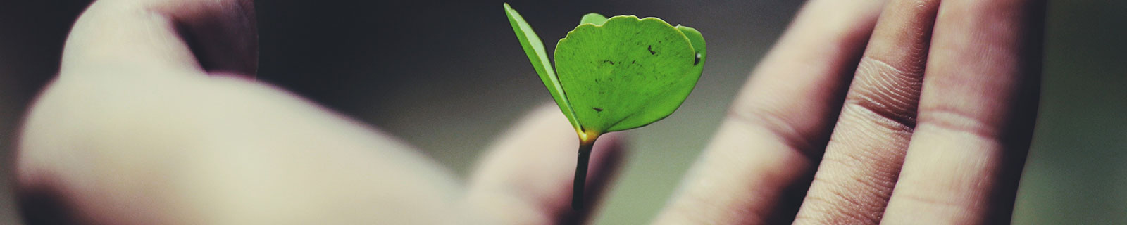 Flower blossoming in a persons hand