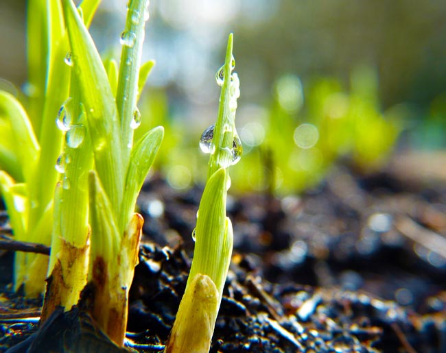 Shoots growing in the ground