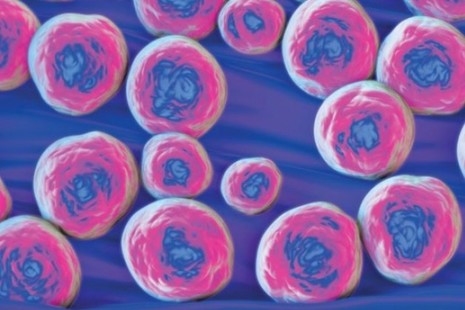Microbes