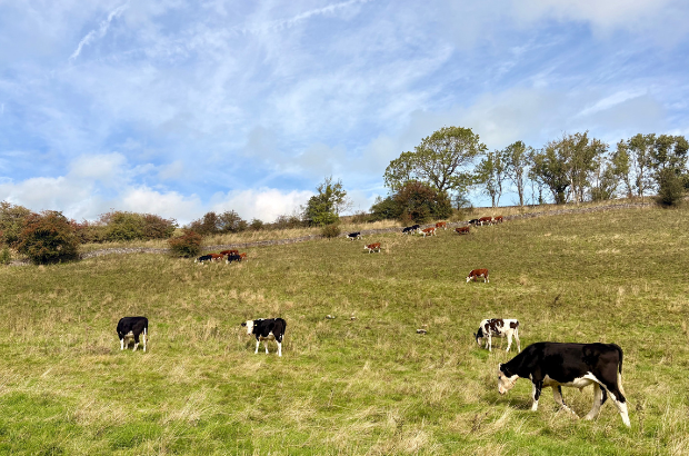 Cows graze a field in the Peak District