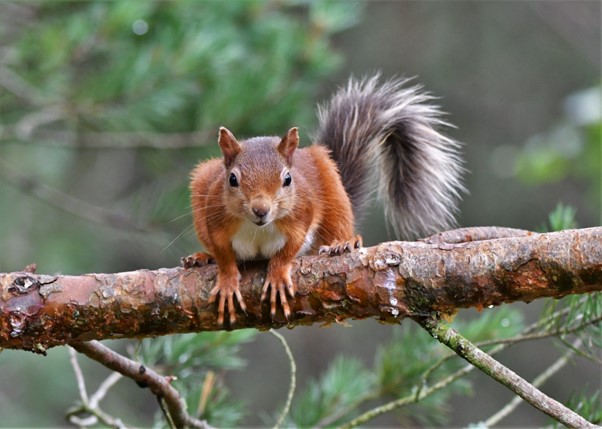Red squirrel on a branch. Credit: Gary Bruce
