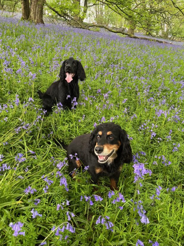 Two cocker spaniel dogs sat in a field full of bluebells