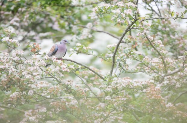 Turtle dove, targeted through SRP’s contribution to the NE-RSPB Action for Birds in England Partnership - photograph: Matt Livesey