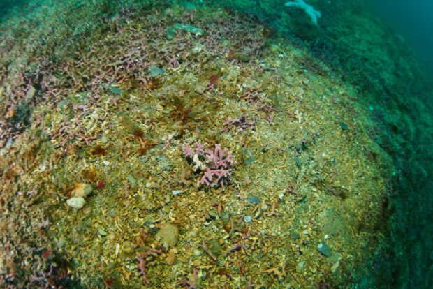 Maerl at dive site the Bizzies off Falmouth 26th April 2025. Credit Matt Slater