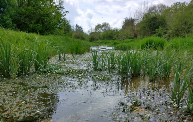 Chalk river framed by grass