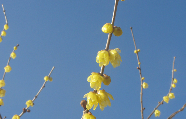 Image of yellow flowers